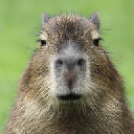akoskakacska